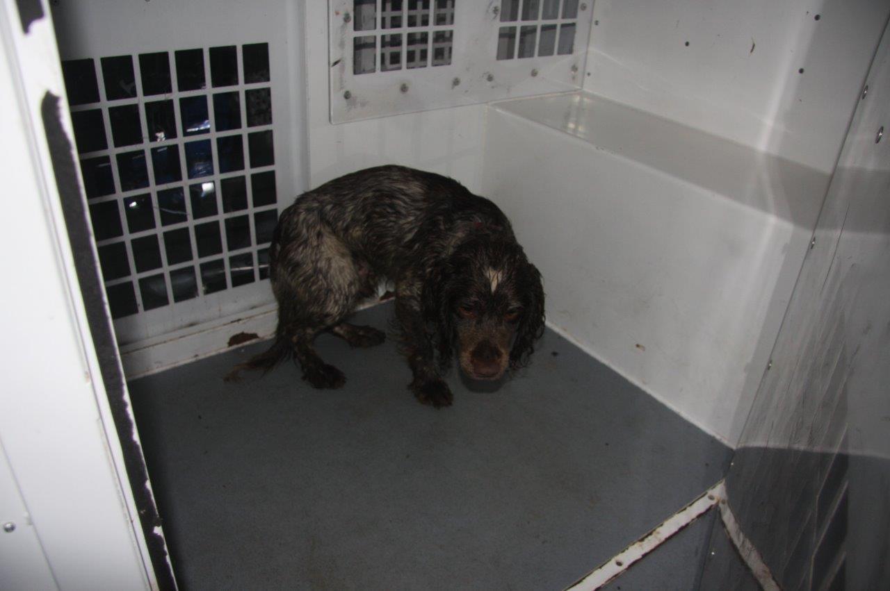 Authorities are trying to limit the amount of dog attacks on livestock