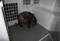 35 attacks by dogs on livestock