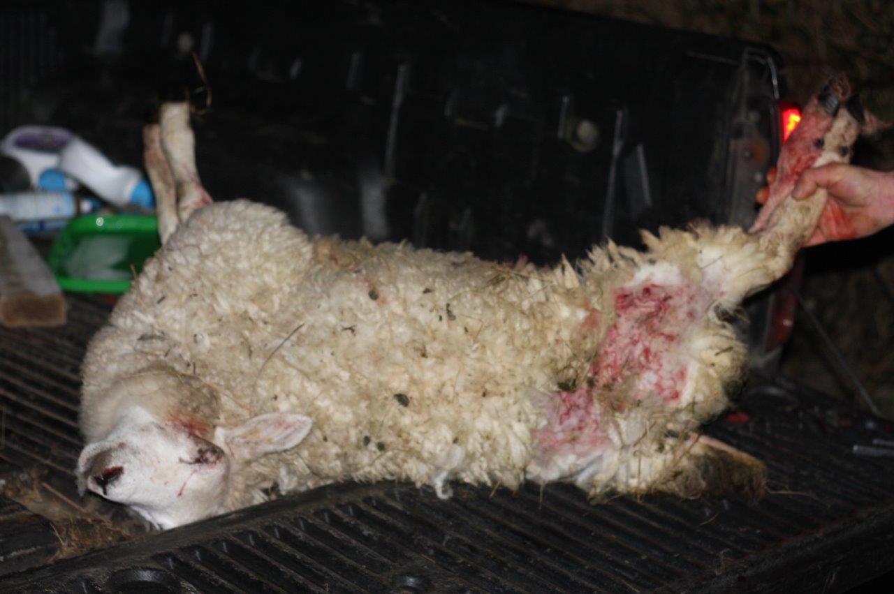 Authorities are trying to limit the amount of dog attacks on livestock
