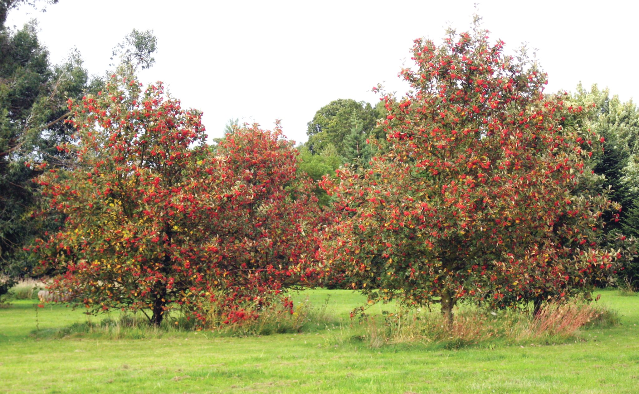 EDIBLES – Fruit trees also feature in the arboretum collections.