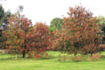 Arboretum is a local hidden gem