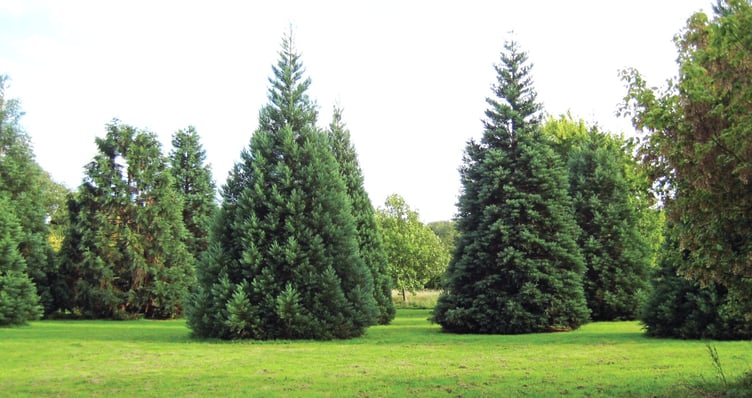PINES – A collection of conifers from various countries.