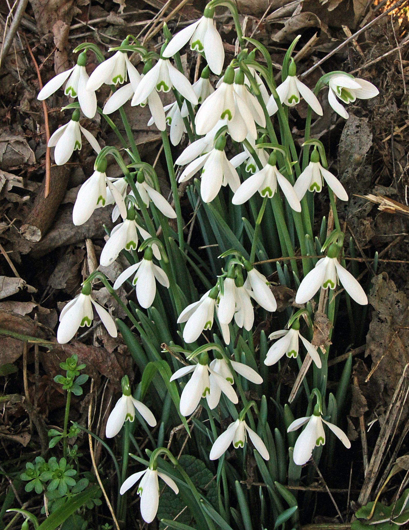 NARcissus cheerfulness blooms