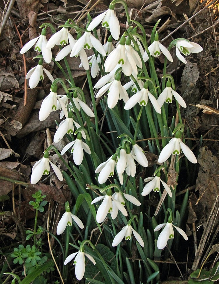 NARcissus cheerfulness blooms