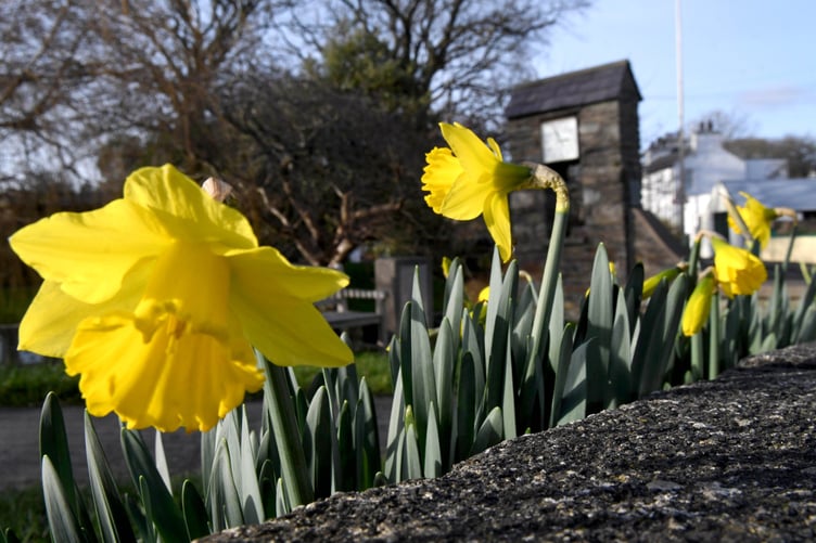 Daffodils on Glen Road, Colby