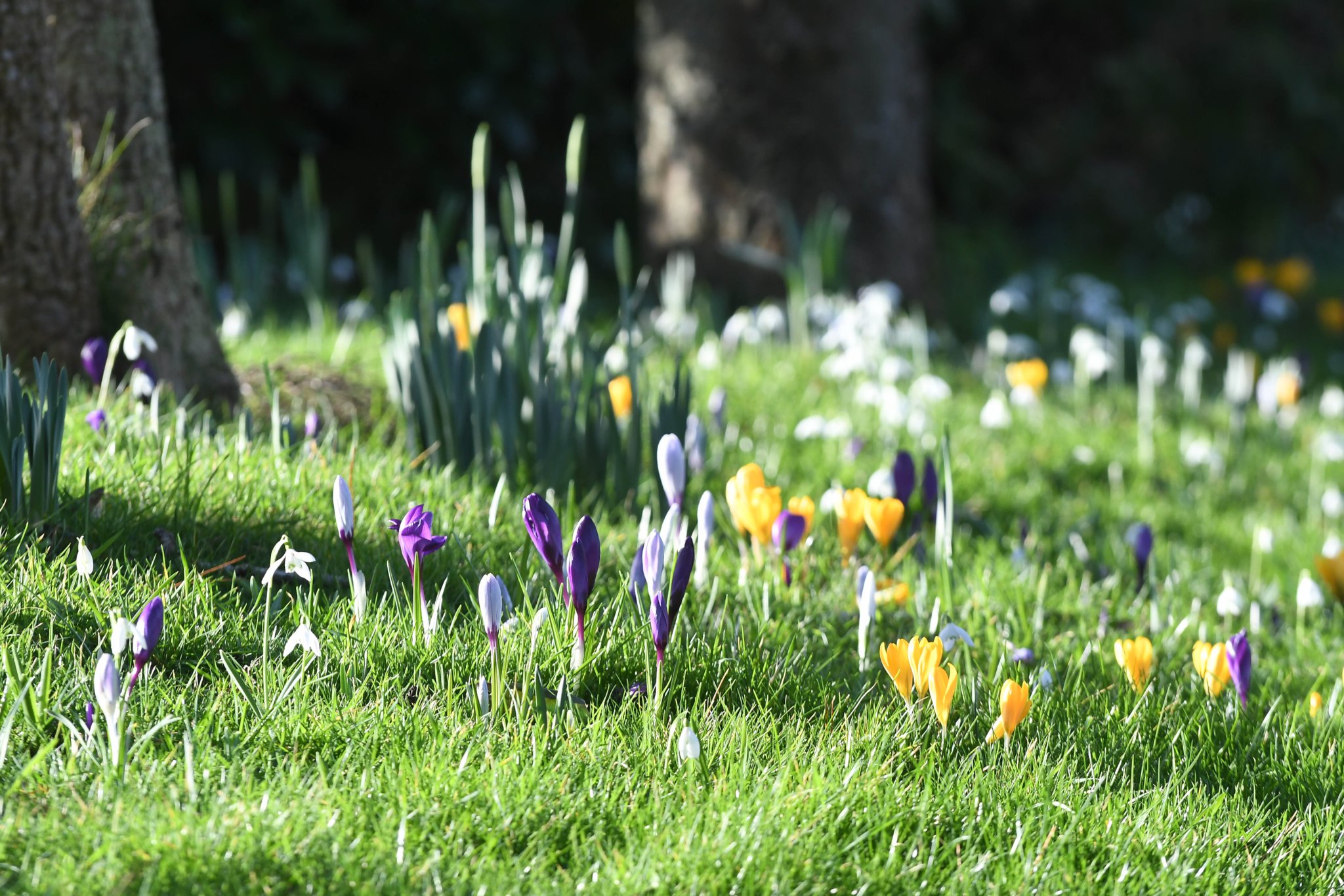 Snowdrops and crocuses at Ballahane Farm, Port St Mary -