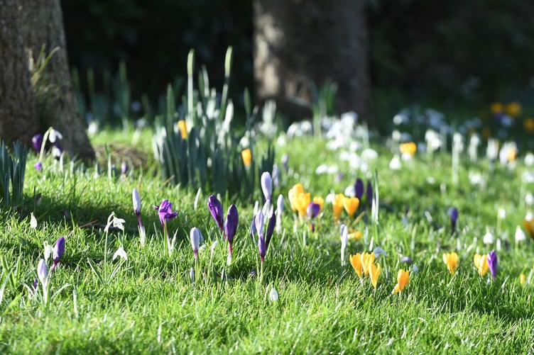 Snowdrops and crocuses at Ballahane Farm, Port St Mary -