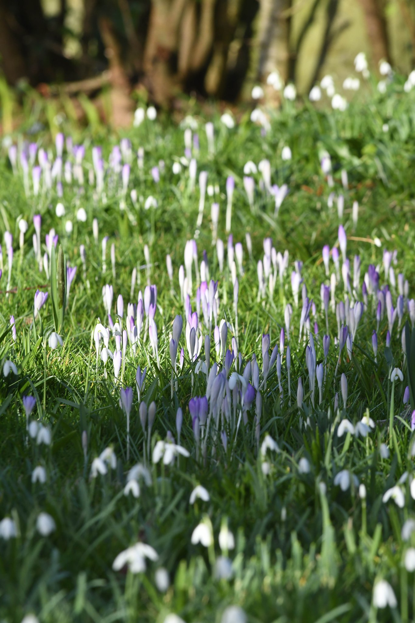 Snowdrops and crocuses at Ballahane Farm, Port St Mary -
