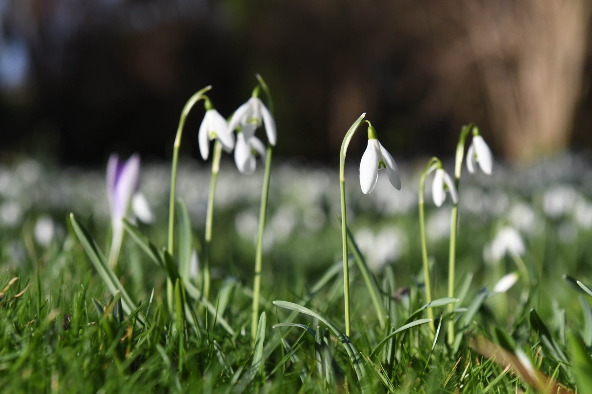 Snowdrops and crocuses at Ballahane Farm, Port St Mary -