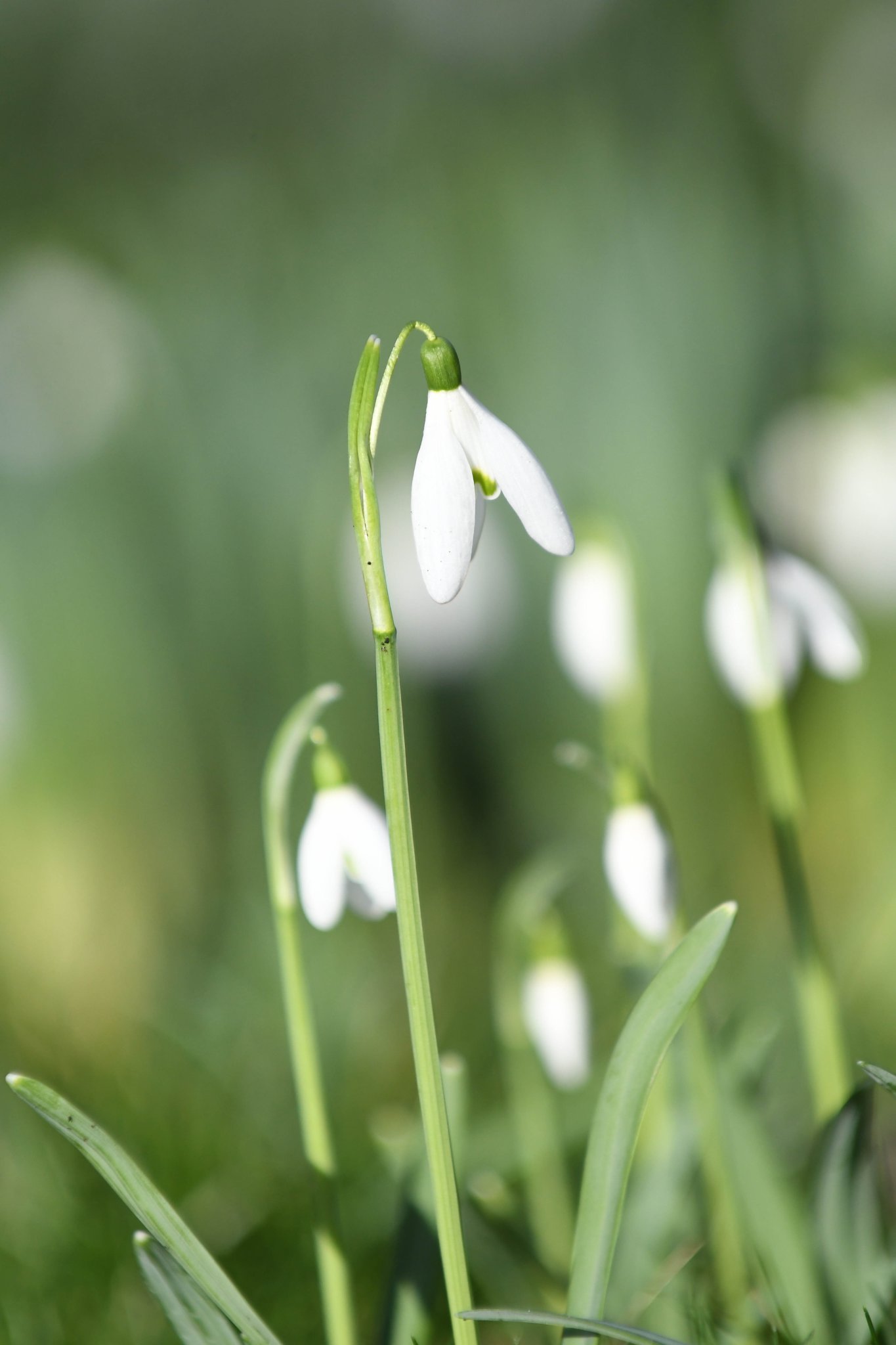 Snowdrops and crocuses at Ballahane Farm, Port St Mary -