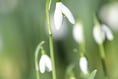 The first signs of spring have emerged in the island