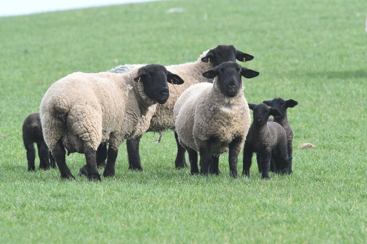 Sheep with lambs seen from the coast road near Dog Mills -