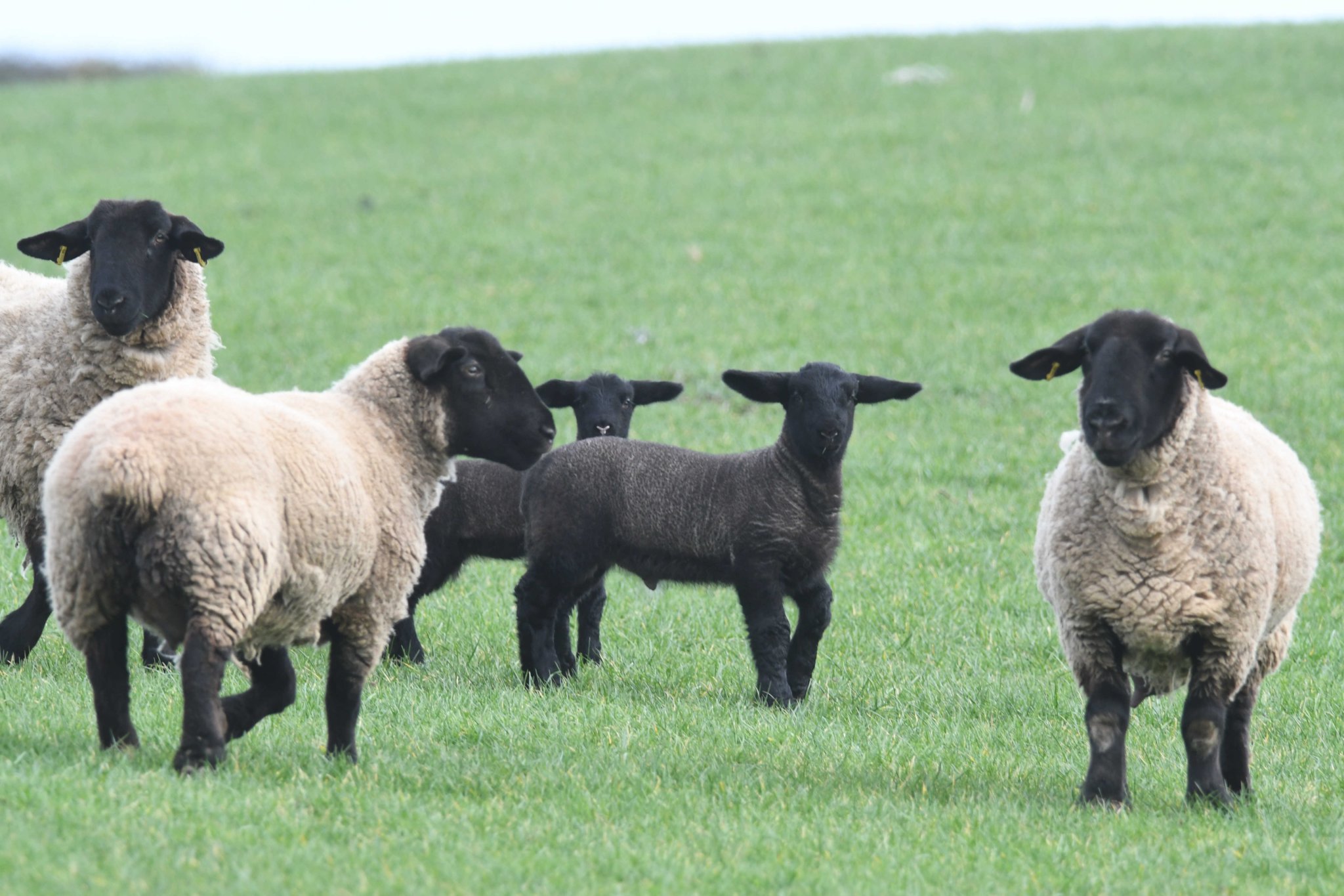Sheep with lambs seen from the coast road near Dog Mills -