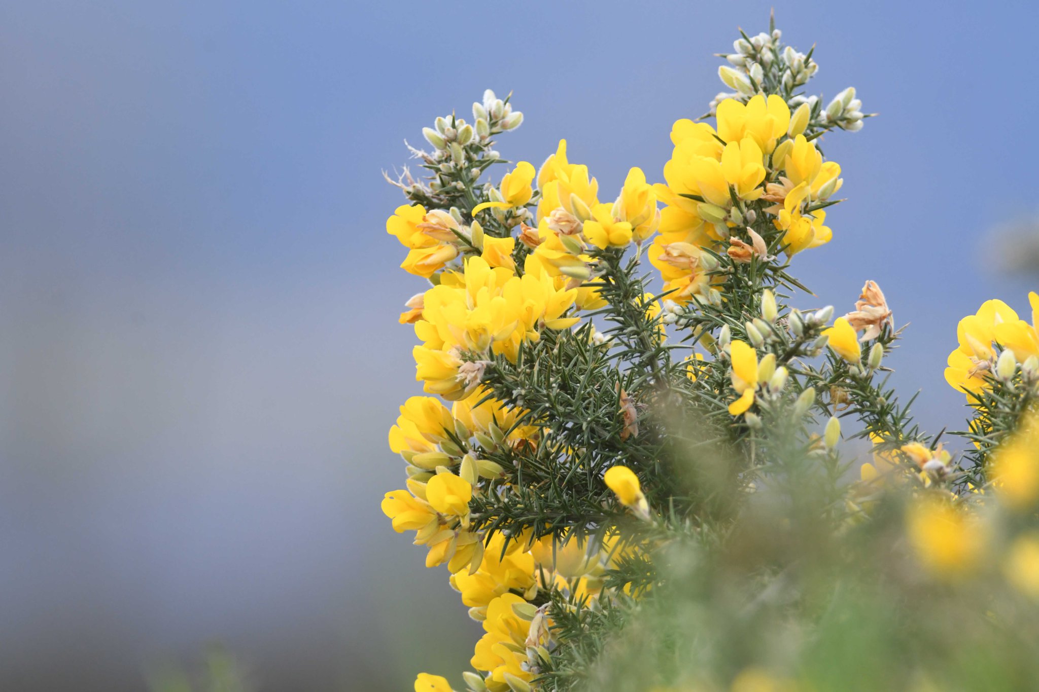 Gorse in bloom -
