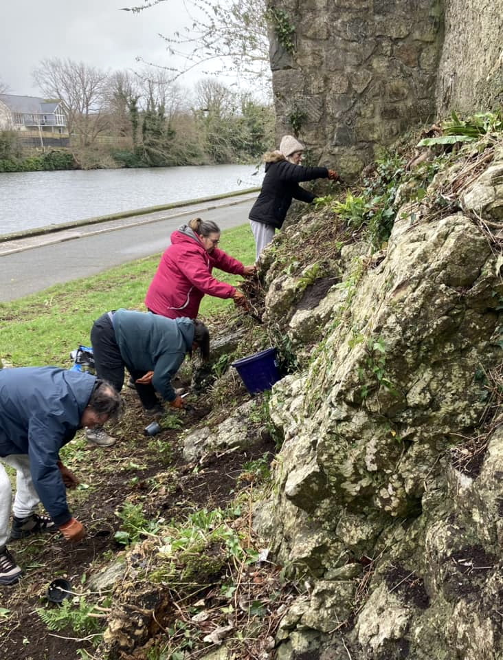 Planting the ferns at Pembroke