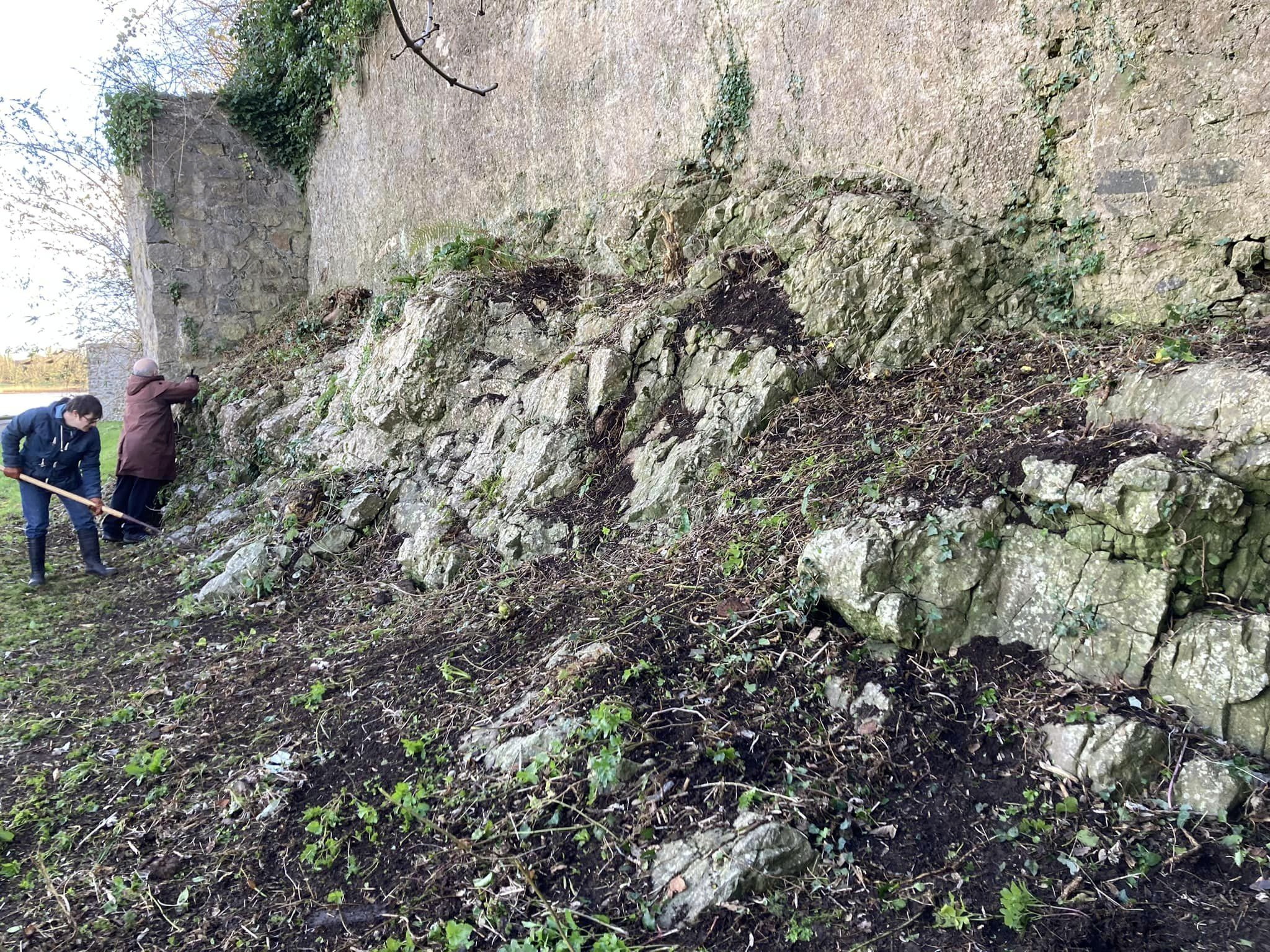 Pembroke fern garden after clearing