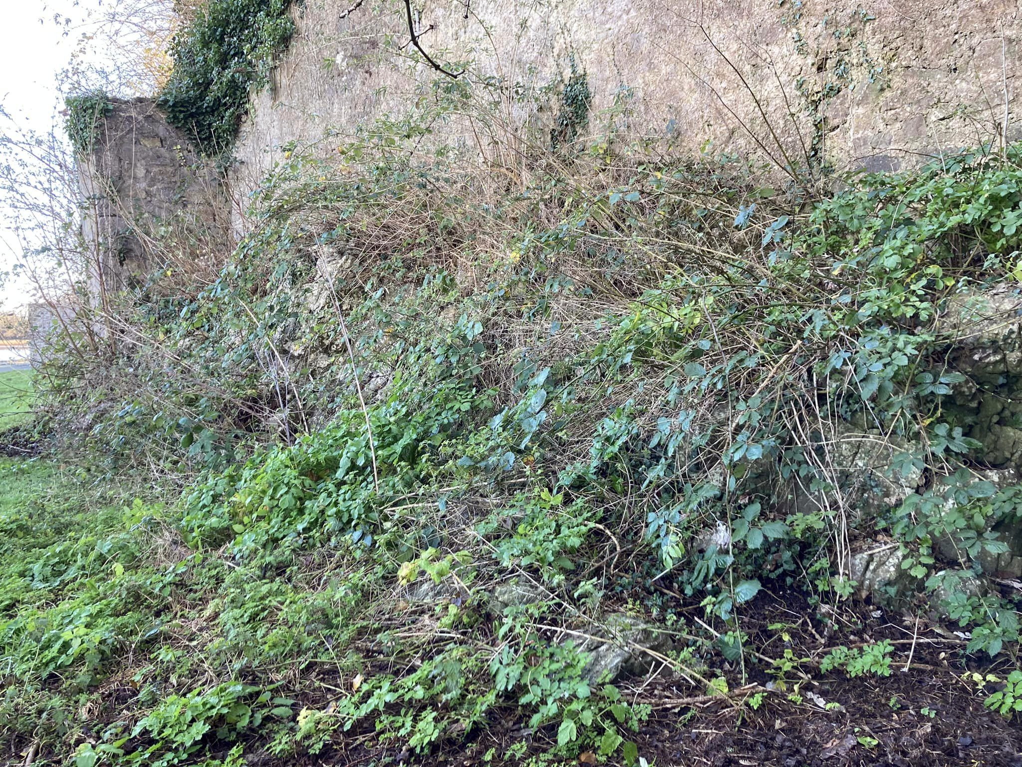 Pembroke fern garden before clearing