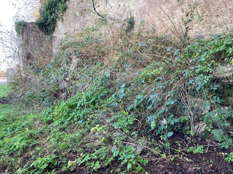 Pembroke fern garden before clearing