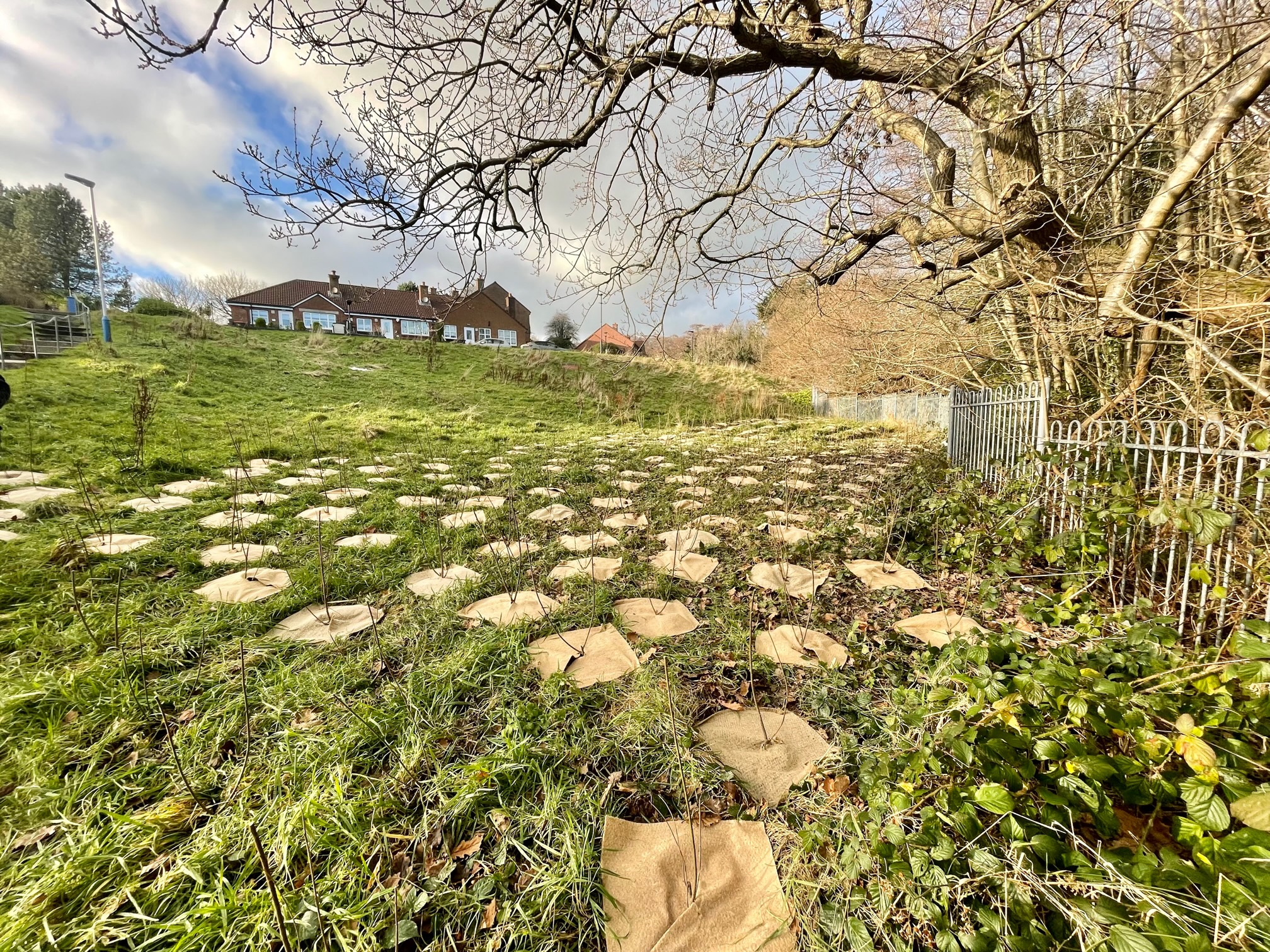 Bamboo matting to protect the trees in their first year of growth after being planted as a micro forest by Hartford Homes