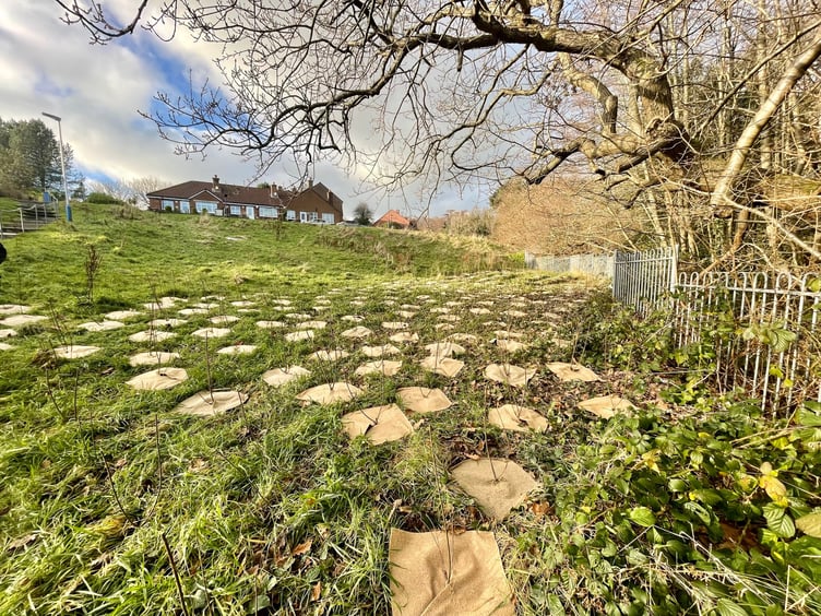 Bamboo matting to protect the trees in their first year of growth after being planted as a micro forest by Hartford Homes