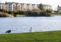 Over 20 dead birds found on south and west coast