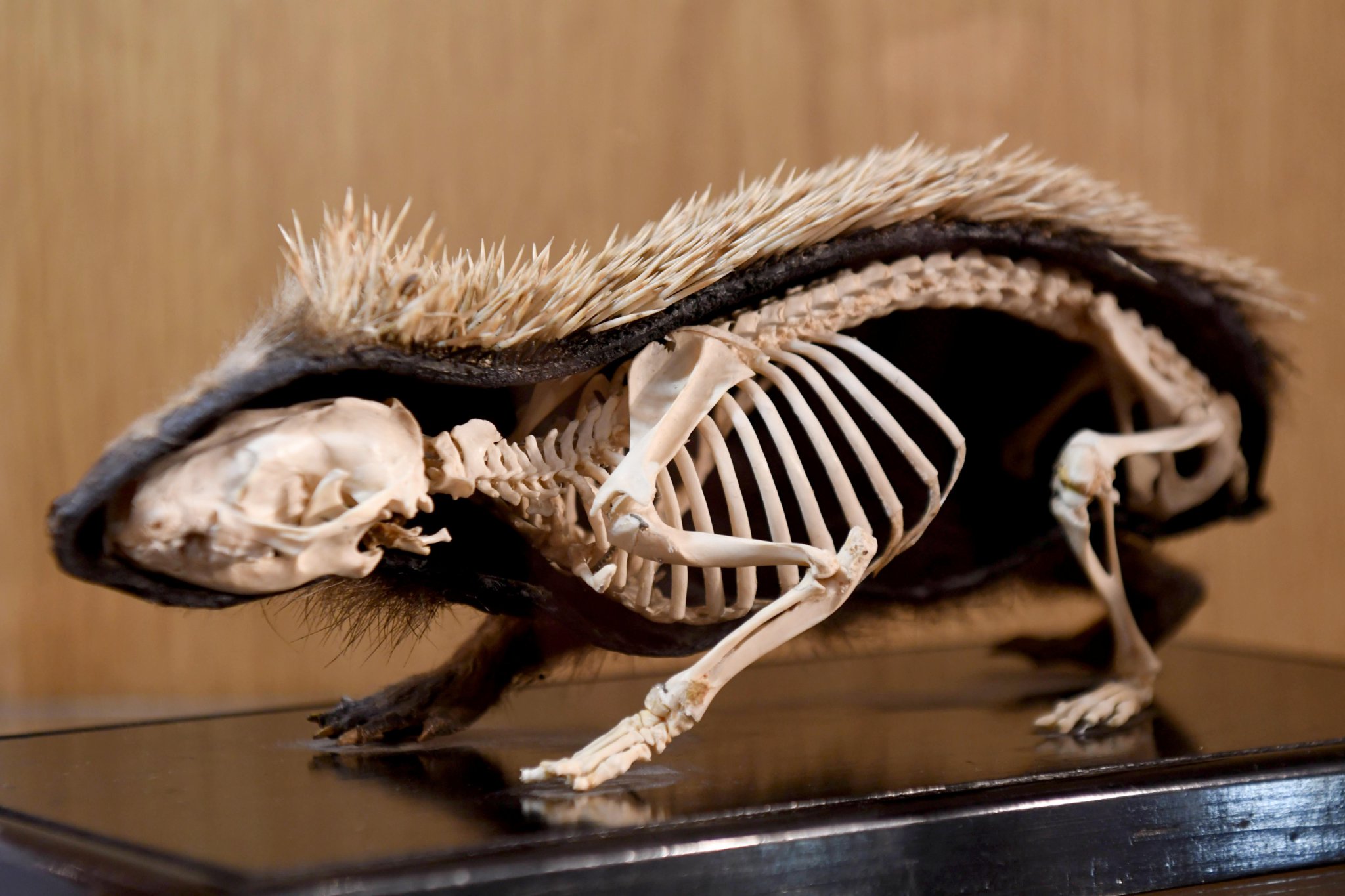 The first day of the Manx Nature Show at Peel Cathedral, presented by Manx Whale and Dolphin Watch - taxidermy of a hedgehog supplied by Manx National Heritage