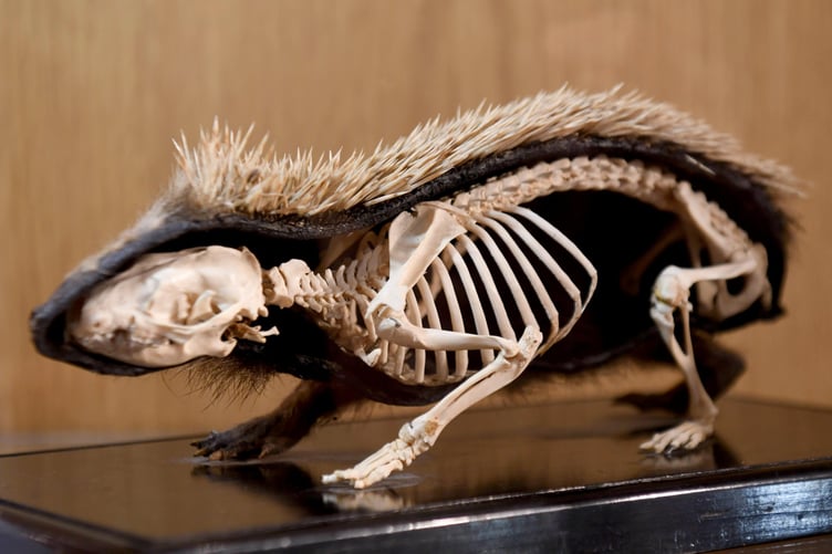 The first day of the Manx Nature Show at Peel Cathedral, presented by Manx Whale and Dolphin Watch - taxidermy of a hedgehog supplied by Manx National Heritage