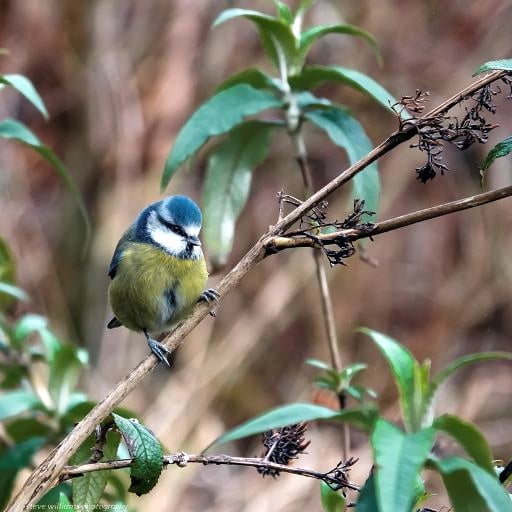A patient blue tit waiting to feed, caught on camera by Steve Williams