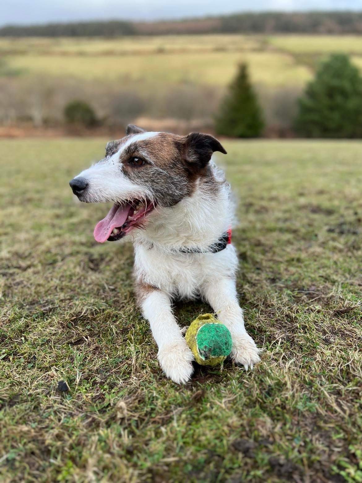 Saffie, Manx SPCA