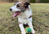 Manx SPCA column: If you love your dog let them have a good sniff
