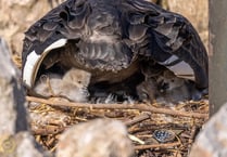 First photos emerge of new cygnets 