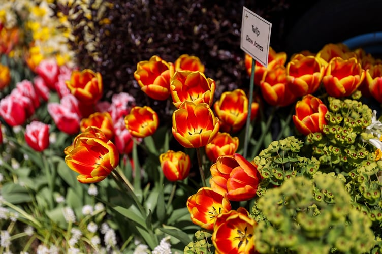 Tulips.