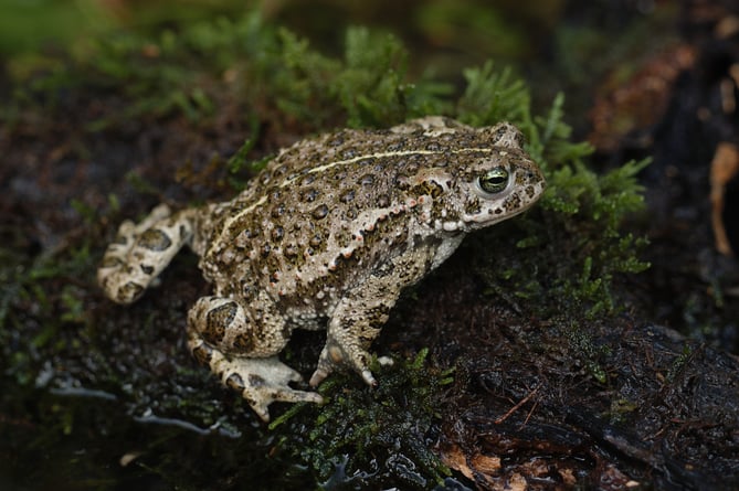 A heathland Natterjack Toad in the South Downs National Park