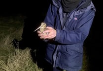 Farmers’ role in helping to conserve wild birds