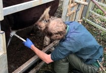 Testing for bull fertility