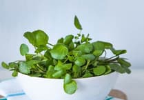 Watercress: The tough little leaf topping up UK’s salad bowl