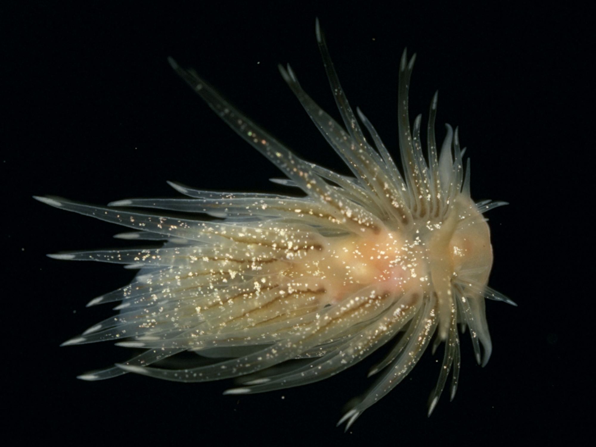 Cumanotus beaumonti Photo: Bernard Picton