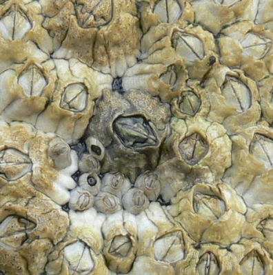 Darwin's barnacle Photo: Lara Howe