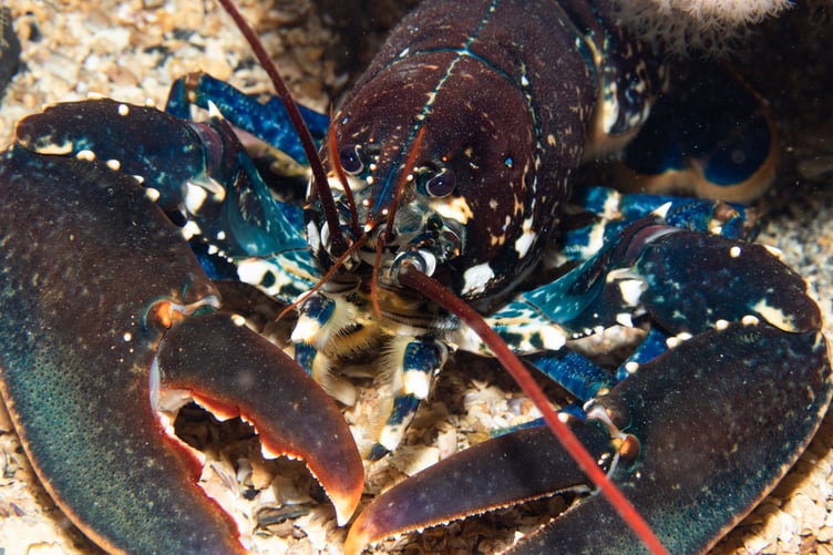 The Tower of Refuge is a good place to find lobsters Photo: Lara Howe