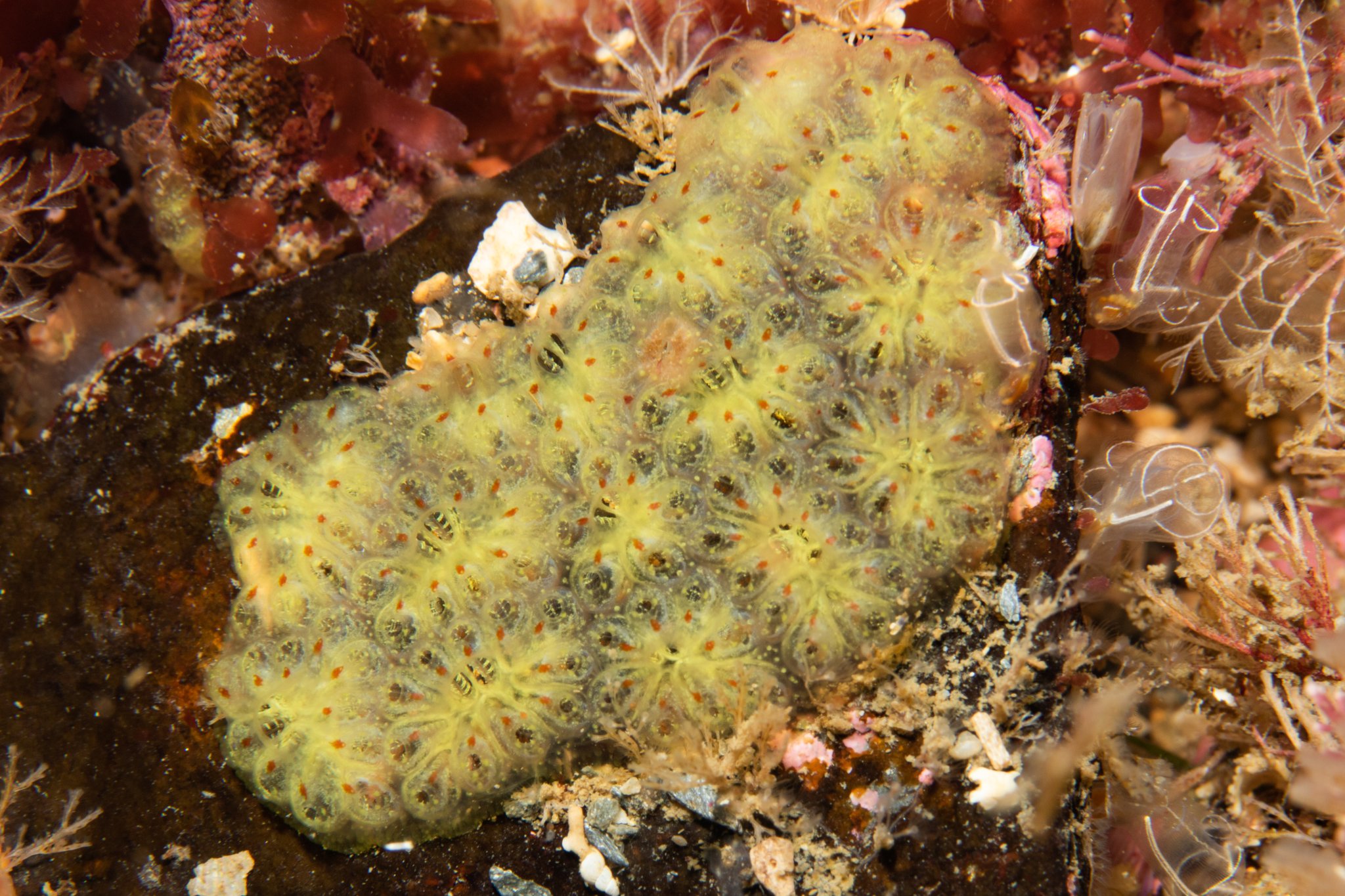 Star ascidian Photo: Lara Howe