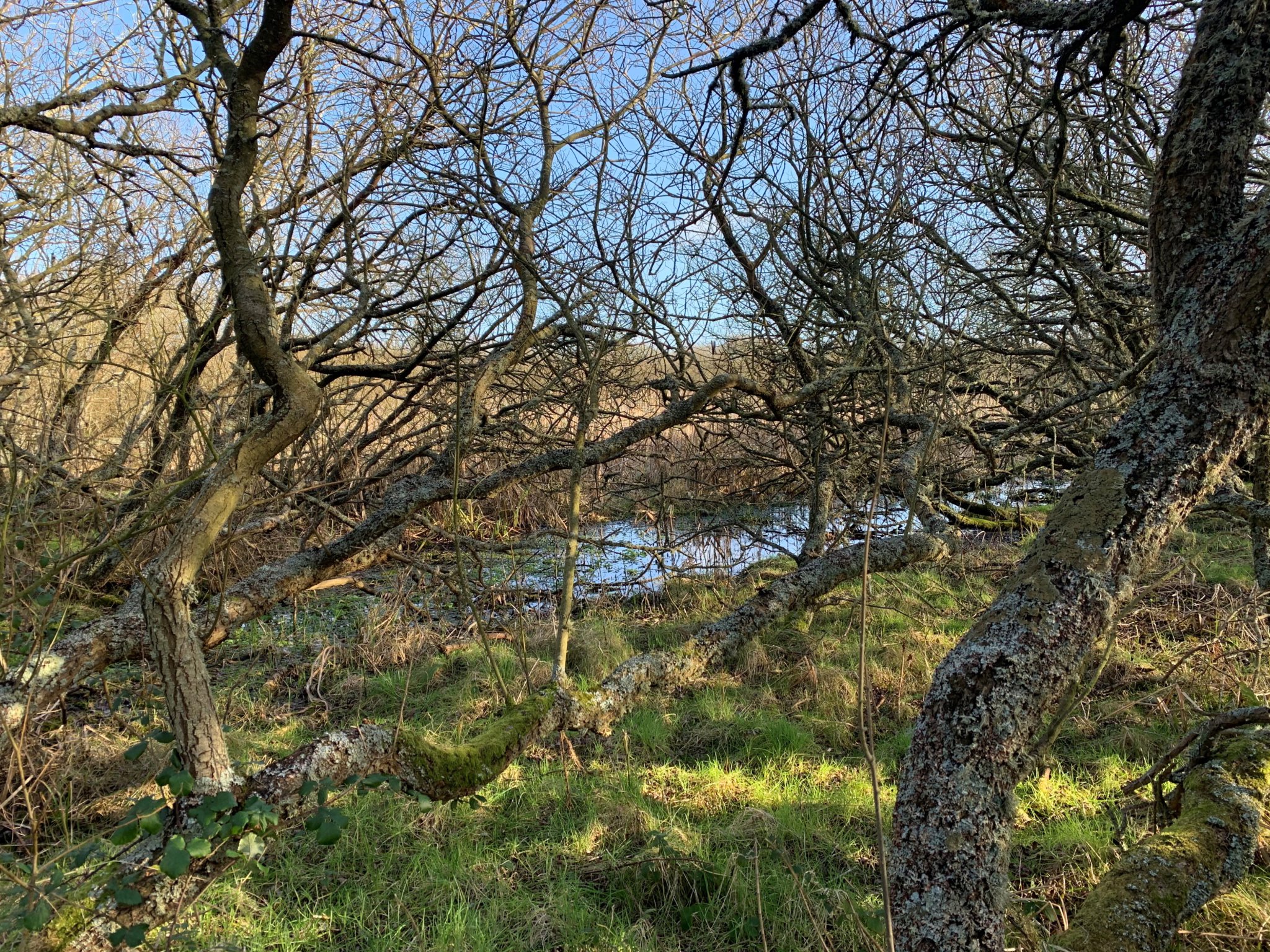 Lough Cranstal Nature Reserve © David Bellamy