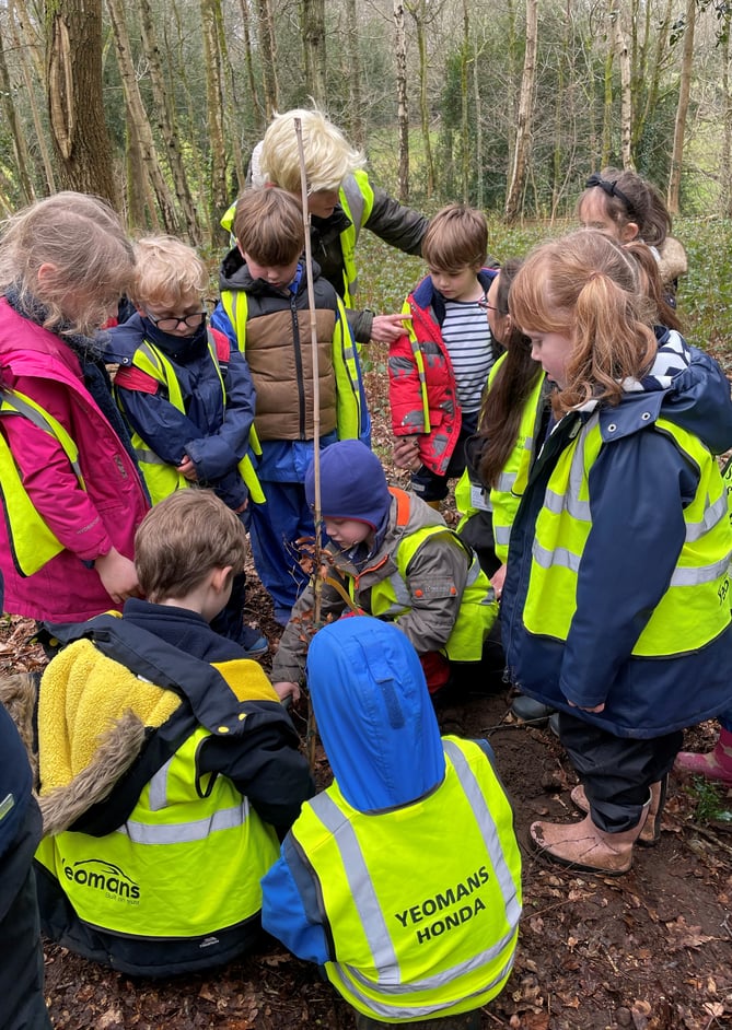 Tree planting in forest school at St John's CE Infant School in Churt, February 2023.