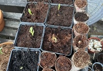 Sowing the seeds of love