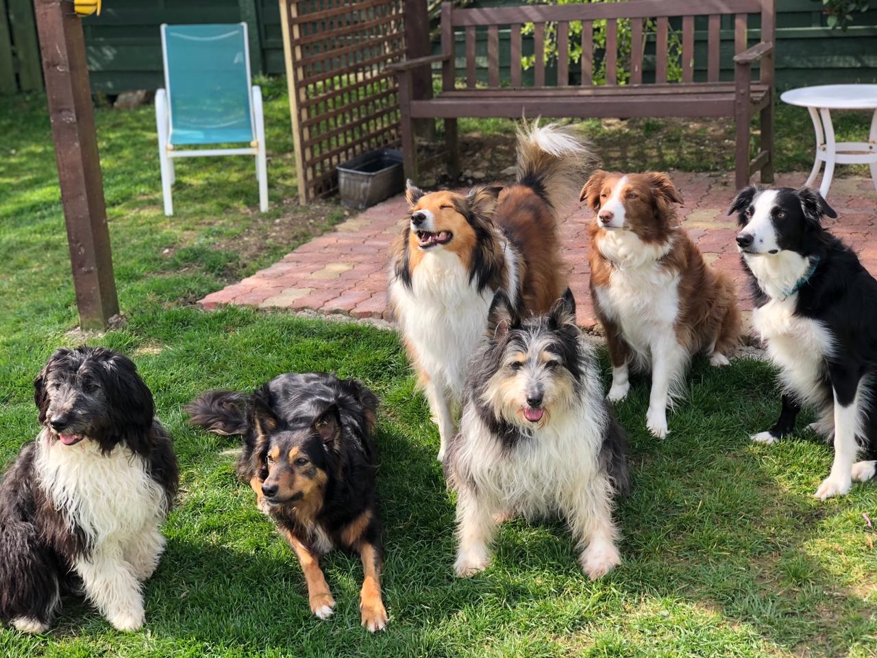 The whole family: Molly, Bonnie, Rosie, Jessie, Boots and Lacey