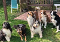 Lacey is flying the flag for all our rescue dogs