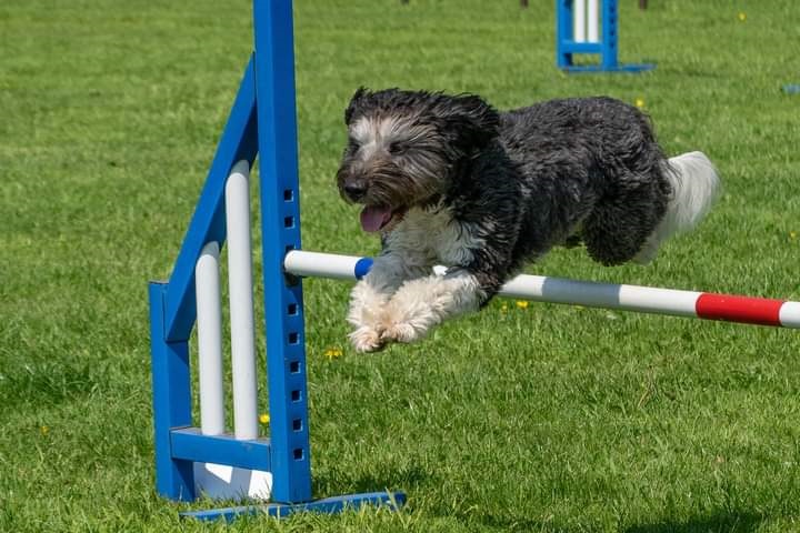 Lacey the Beardie-Collie cross jumping over a fence