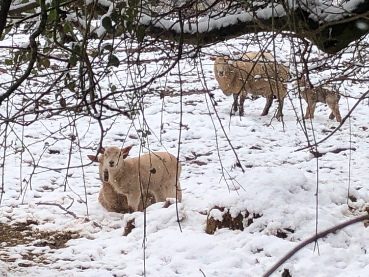 It was snow fun for this lamb