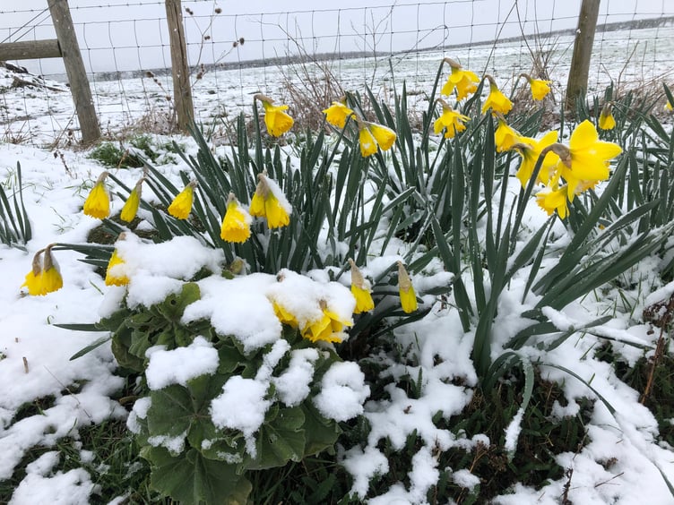 Daffodils in the snow