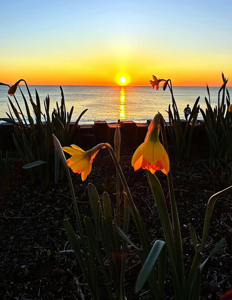 Sunset and daffodils on Aberystwyth’s South Promenade, taken by Jane Wemyss-Owen