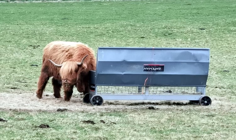 A Highland cow at Llwyngwril, taken by Llinos Furneaux